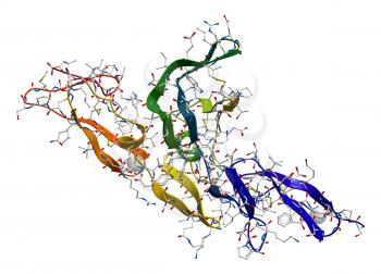 Fibrillin glycoprotein molecule on a white background