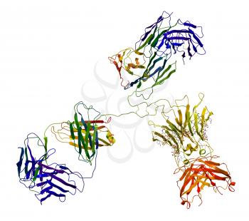 Immunoglobulin molecular structure isolated on a white background