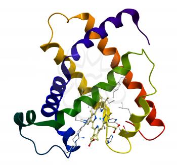 Protein myoglobin 3D molecular model