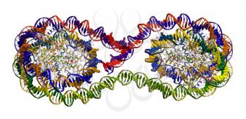 Tetranucleosome (part of chromatin fibre - packing of DNA in chromosome)