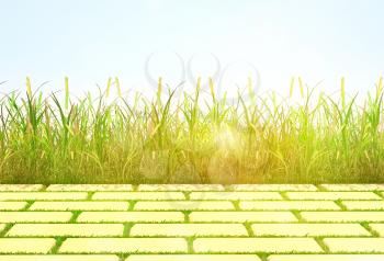 background, grass and tile.