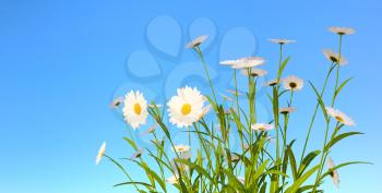 white daisies on blue sky background, 3D illustration