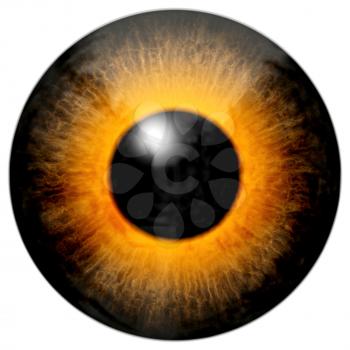 Illustration of a brown orange eye with light reflection on a white background.