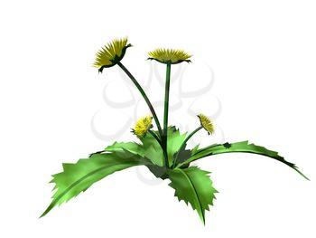 Blooming Clipart