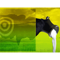 Farm Consumption slide with cow