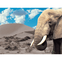 Elephant Sky slide with pachyderm