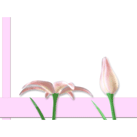 Easter lilies blooming