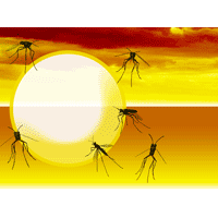 Mosquito PowerPoint Background