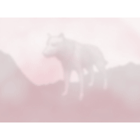 Wolf PowerPoint Background