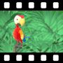 Bird Video