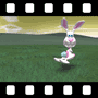 Bunny Video