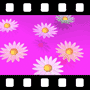 Blooming Video