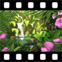Flower Video