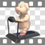 Pig walking on treadmill