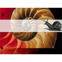 Backdrop with snail and nautilus shell