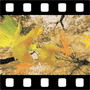 Video background of fall leaves
