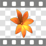 Orange flower spinning