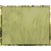 Prairie grass sld
