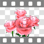 Pink roses rotating