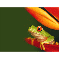Tree frog qx