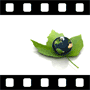 Earth on leaf