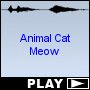 Animal Cat Meow
