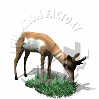 Deer Animation