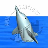 Dolphin Animation