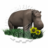 Hippo Animation
