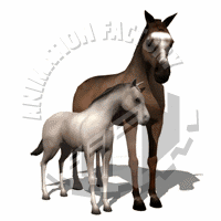 Horses Animation