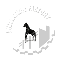 Stallion Animation
