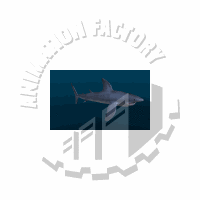 Shark Animation