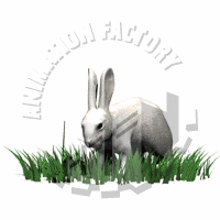 Rabbit Animation