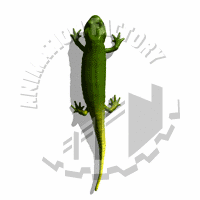 Lizard Animation