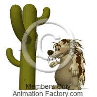 Porcupine pokes cactus and recoils in pain