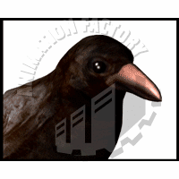 Crow Animation