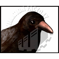 Raven Animation