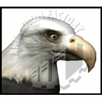 Eagle Animation