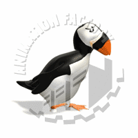 Puffin Animation