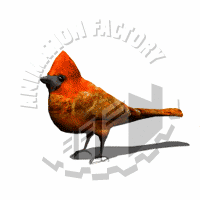 Cardinal Animation