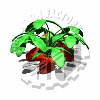 Strawberries Animation