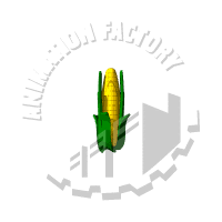 Corn Animation