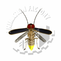 Insect Animation