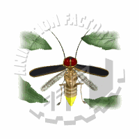 Beetle Animation