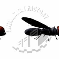 Flies Animation