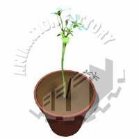 Plant Animation
