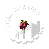 Blossom Animation