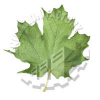 Leaf Animation