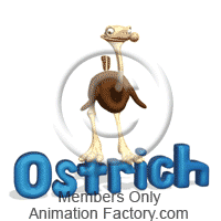 Ostrich looking at name