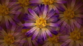 Royalty Free HD Video Clip of Rotating Purple and Yellow Flowers